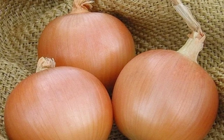 Три цибуліни сорту Sonoma на ткани - Сонома