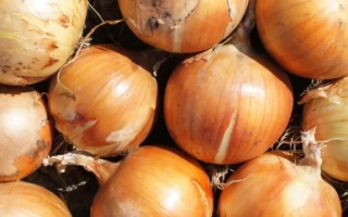 СПЕНИШ МЕДАЛЬОН F1