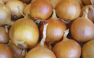 Свіжа цибуля на фоні - Стартер