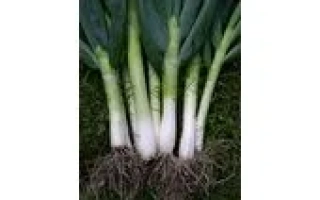 Свіжа цибуля ріпчаста на землі - СТАСЯ