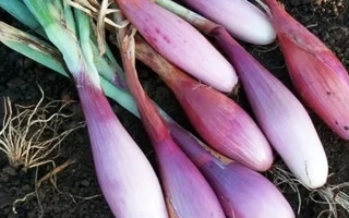 Свежий лук с зелеными перьями на земле - СТИЛЯГА