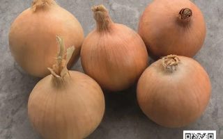 Чотири цибулини сорту Стінгрей на сірому фоні з QR-кодом