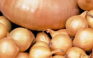 Свежий лук Штуттгартер Ризен на фоне других головок