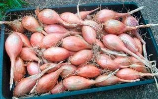 Свежий лук в пластиковом контейнере - ШУГУОКУ