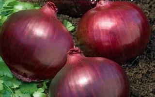 Тёмная Лошадка