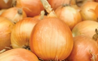 Свіжі цибулинки на фоні інших овочів - Темптейшн