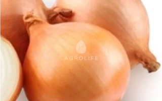 Свіжі цибулинні голови сорту ТОРУС на білому фоні