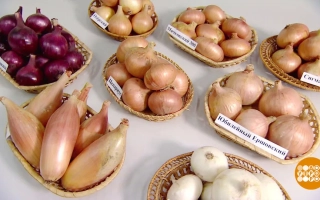 Юбилейный Ершовский