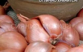 URAL FAMILY SHALLOT