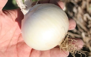 ВАЙТ РОК F1 (CRX 1538)