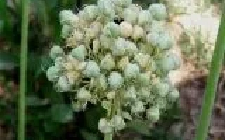 Вавиловский