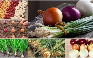 Свежий лук разных сортов на деревянной доске - ВИДРАС