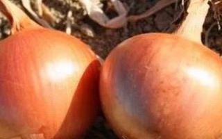 Два красных лука на земле - ВОЛГОДОНЕЦ