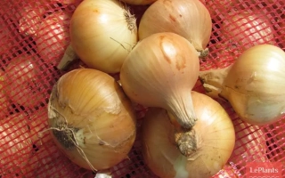 Свежие луковицы на красной сетке - ВОРОНЕЖСКИЙ 86