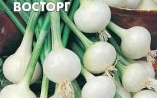 Пакет семян лука репчатого сорта Восторг
