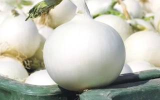 Вайт Винг F1