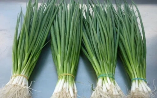 GREEN SCALLION