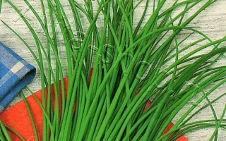 Зеленый ЛУЧ