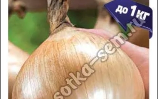 Мешок с семенами репчатого лука Эксклюзив - ЗОЛОТО АЛТАЯ