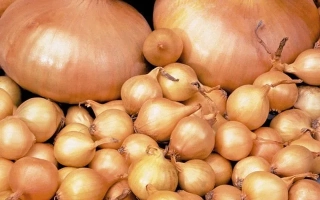 Свежий лук на фоне - ЗОЛОТОЕ ВЕРЕТЕНО