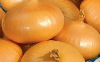 Золотые Купола