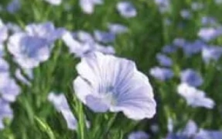 Поле льна с цветущими растениями, сорт Агата