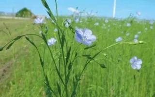 Поле с цветущим льном на фоне голубого неба - КАОЛИН