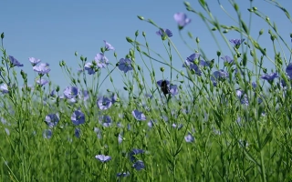 Поле льна с цветущими фиолетовыми цветами на фоне голубого неба - Росинка