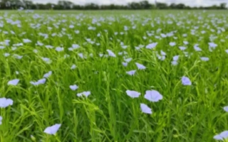 Поле льна с цветущими растениями, категория Лён - ТОМИЧ