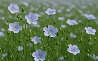 Украинский ранний