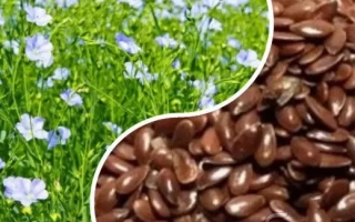 Поле льна и семена льна - Веста