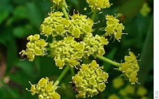 Цветущий любисток (Ligusticum), соответствующий категории Любисток - Дон Жуан