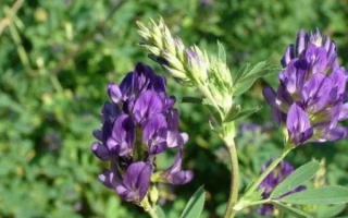 Цветущая люцерна на зелёном фоне - Анжелика