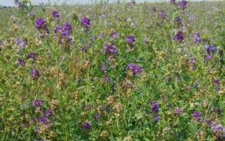 Поле с цветущей люцерной на фоне горизонта - Елегия