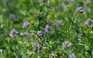 Поле цветущей люцерны с фиолетовыми цветами - Индиго