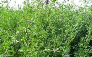 Поле люцерны с цветущими растениями - Конвенц