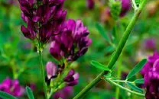 Краснокутская Пестрогибридная