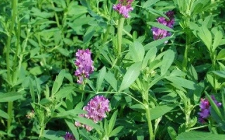 Цветущая люцерна на зелёном поле - Лидия