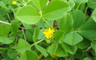 Свежая люцерна с желтыми цветами - Луиза