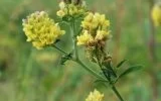 Павловская Пестрая