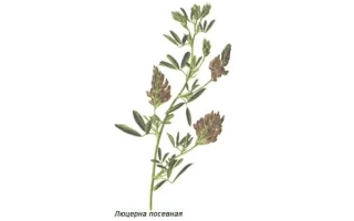 Персия Носивская