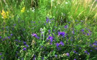 Поле с цветущей люцерной - Пивденна красуня