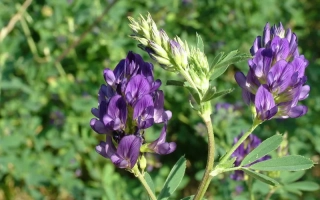 Полтавчанка