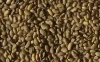 Синьооке диво | Sinooke Divo — люцерна