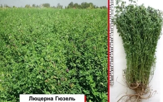 Татарська Пастбищна