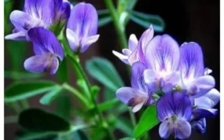 Цветущая люцерна на фоне зелени - Унитро