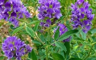 Винничанка