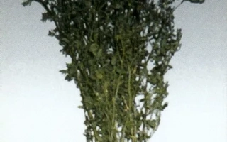 Владислава