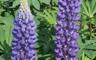 Макаривский