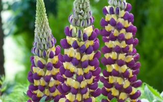 Lupine